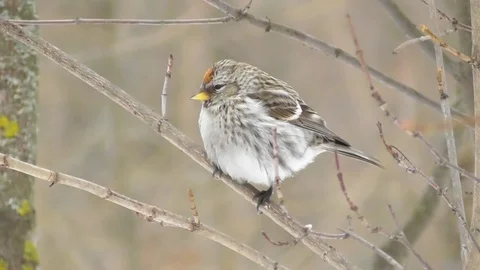 An ordinary tap dancer sits on a tree branch in a winter forest close up Video stock 119094602