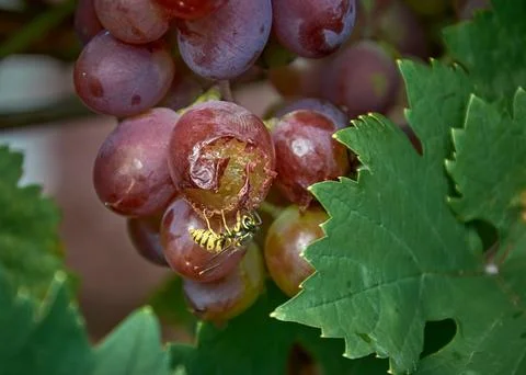 An ordinary wasp eats grapes in a vineyard. Stock Photos
