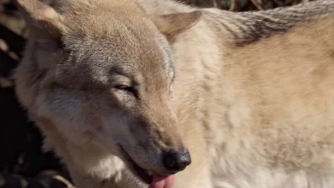 An ordinary wolf, close-up, in all its glory slow motion footage Stock Footage 172082737