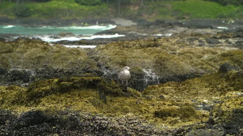 OreCoast BirdOnRocks01 Video stock 206846412