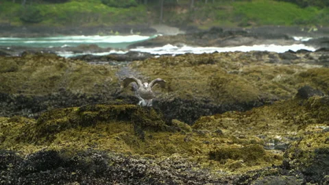 OreCoast BirdOnRocks02 Video stock 206847461