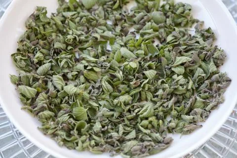 Oregano background. Stock Photos