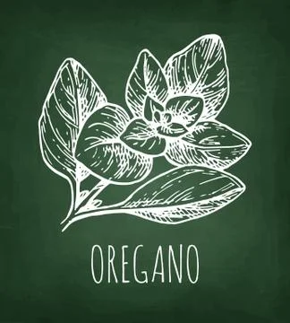 Oregano chalk sketch. Stock Illustration