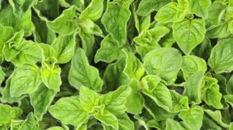 OREGANO IN CLOSE UP MACRO TRACKING SHOT OVERHEAD Vidéo 62231905