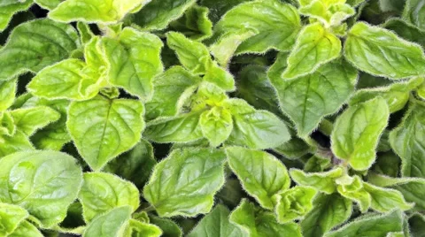OREGANO IN CLOSE UP MACRO TRACKING SHOT OVERHEAD Vidéo 62232057