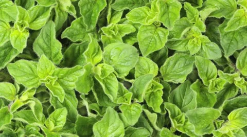 OREGANO IN CLOSE UP MACRO TRACKING SHOT OVERHEAD Vidéo 62232098