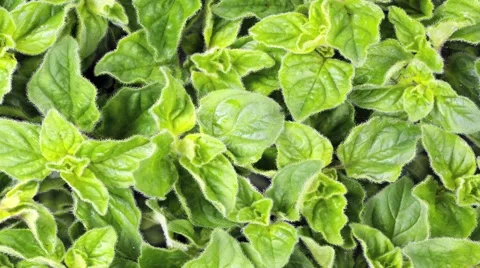 OREGANO IN CLOSE UP MACRO TRACKING SHOT OVERHEAD Vidéo 62232105