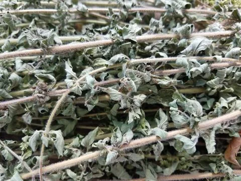 Oregano drying outside Stock Photos