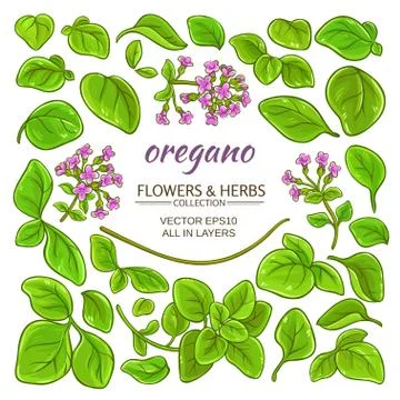 Oregano elements set Stock Illustration