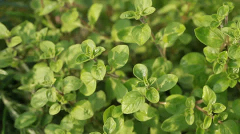 Oregano Stock Footage 23395359