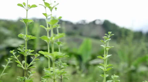 Oregano Vídeos de archivo 26187279