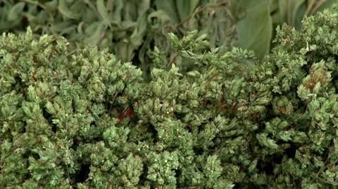 Oregano Stock Footage 33309296