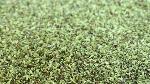 Oregano 库存影片 80808312