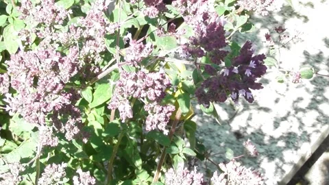Oregano in full bloom with bees Stock Footage 340497506