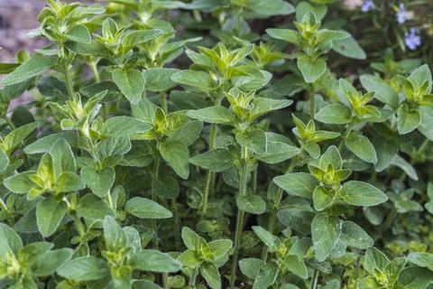 Oregano in the herb bed Stock Photos