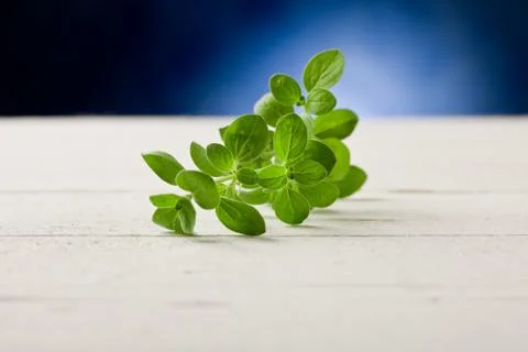 Oregano highlighted by spot light Stock Photos