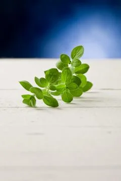 Oregano highlighted by spot light Stock Photos