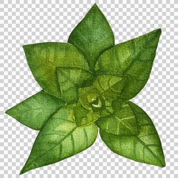 Oregano Stock Illustration