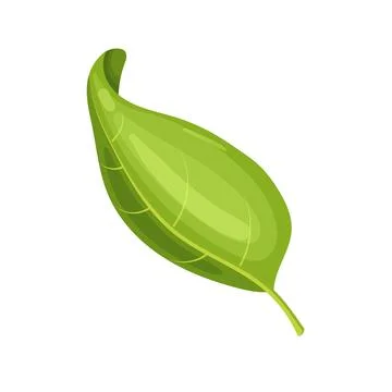 Oregano leaf cartoon vector illustration Stock Illustration