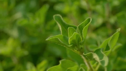 Oregano Leaves Rack Focus Stock Footage 340323211