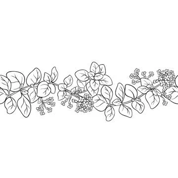 Oregano Outline Horizontal Seamless Pattern Stock Illustration