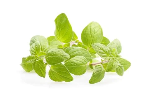 Oregano Stock Photos