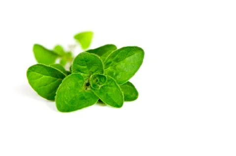 Oregano Foto stock