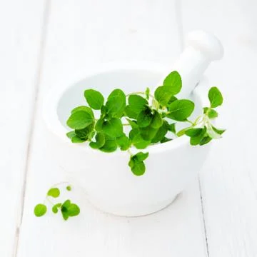 Oregano Stock Photos