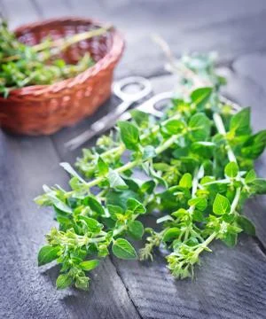 Oregano Stock Photos