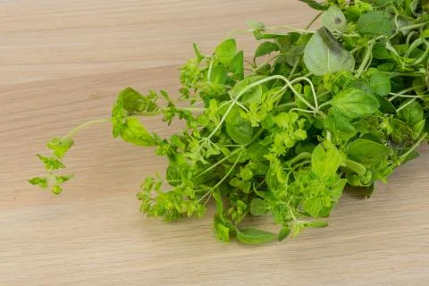Oregano Stock Photos