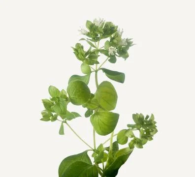 Oregano Stock Photos