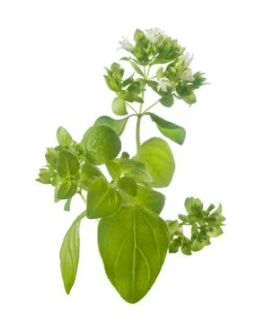 Oregano Stock Photos