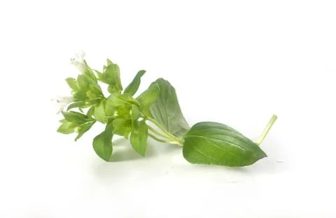 Oregano Stock Photos
