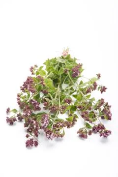 Oregano Фото