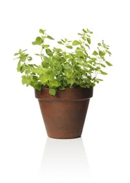 Oregano 스톡 사진