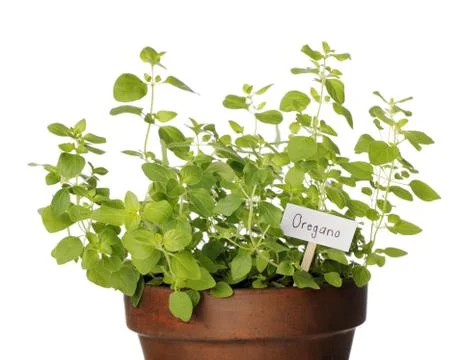 Oregano Foto stock