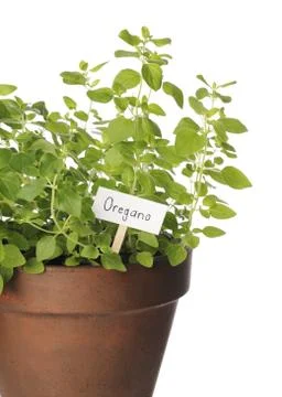 Oregano Stock Photos
