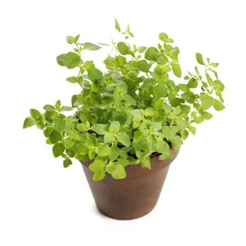 Oregano Stock-Fotos
