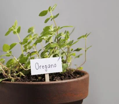 Oregano Stock Photos