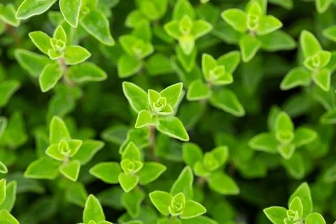 Oregano Stock Photos
