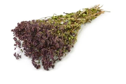Oregano Stock-Fotos