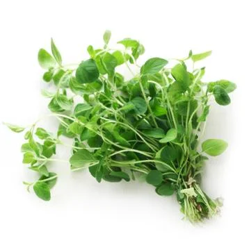 Oregano Stock Photos