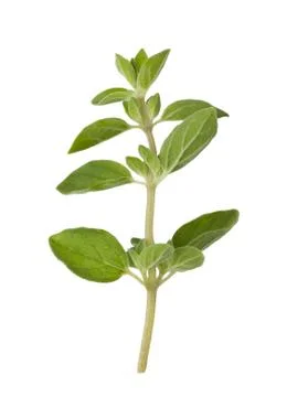Oregano Stock Photos