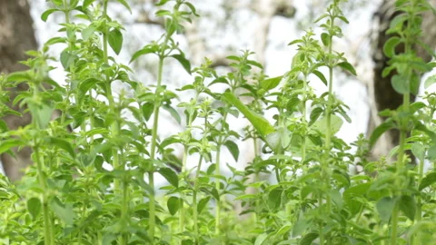 The oregano plant in the spring moved by the wind. Close up. Stock Footage 130451283