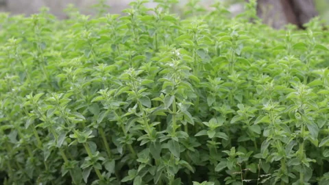 The oregano plant in the spring moved by the wind Stock Footage 153160702