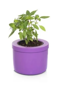 Oregano in a pot Stock Photos