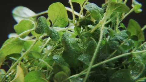 Oregano in the Rain Stock Footage 70678105
