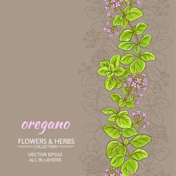 Oregano vector background Stock Illustration