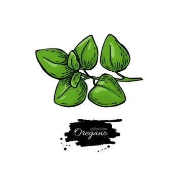 Oregano vector drawing. Isolated Herb plant branch with leaves. Stock Illustration