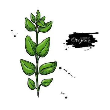 Oregano vector drawing. Isolated Herb plant branch with leaves. Stock Illustration